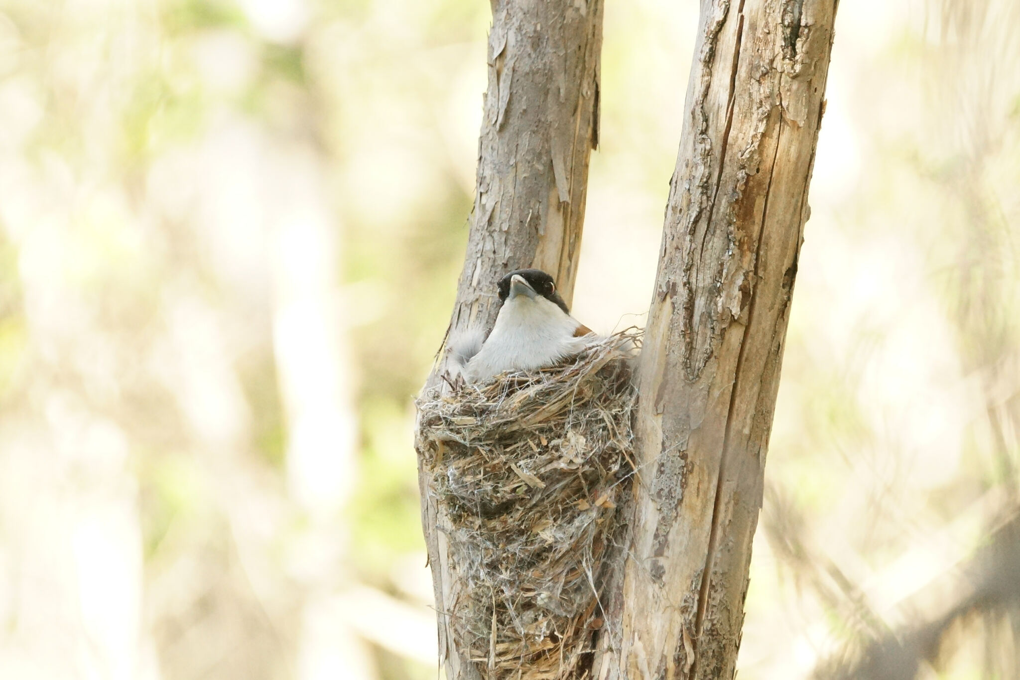 Rufous Vanga (Schetba rufa), photo 8