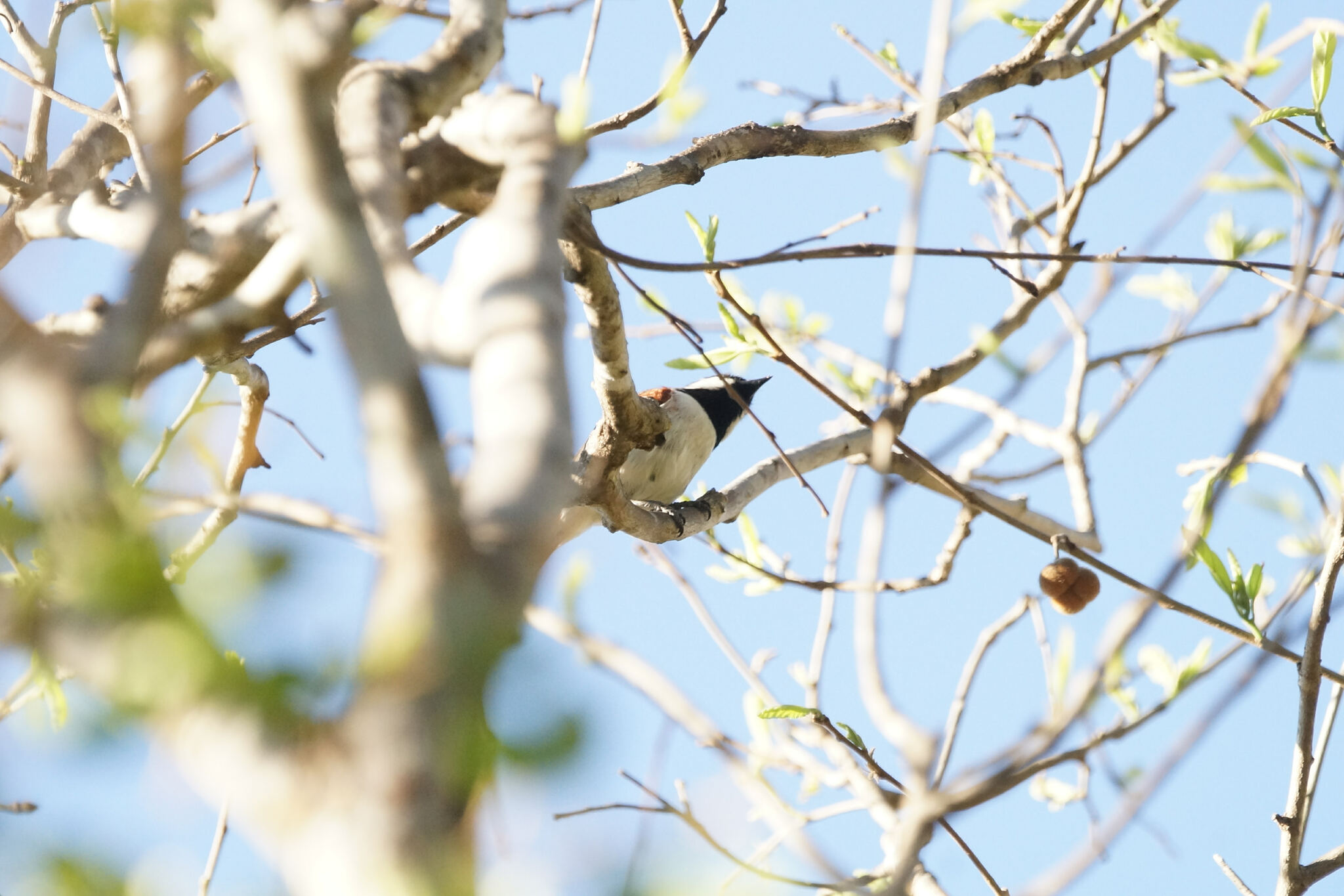 Red-tailed Vanga (Calicalicus madagascariensis), photo 9