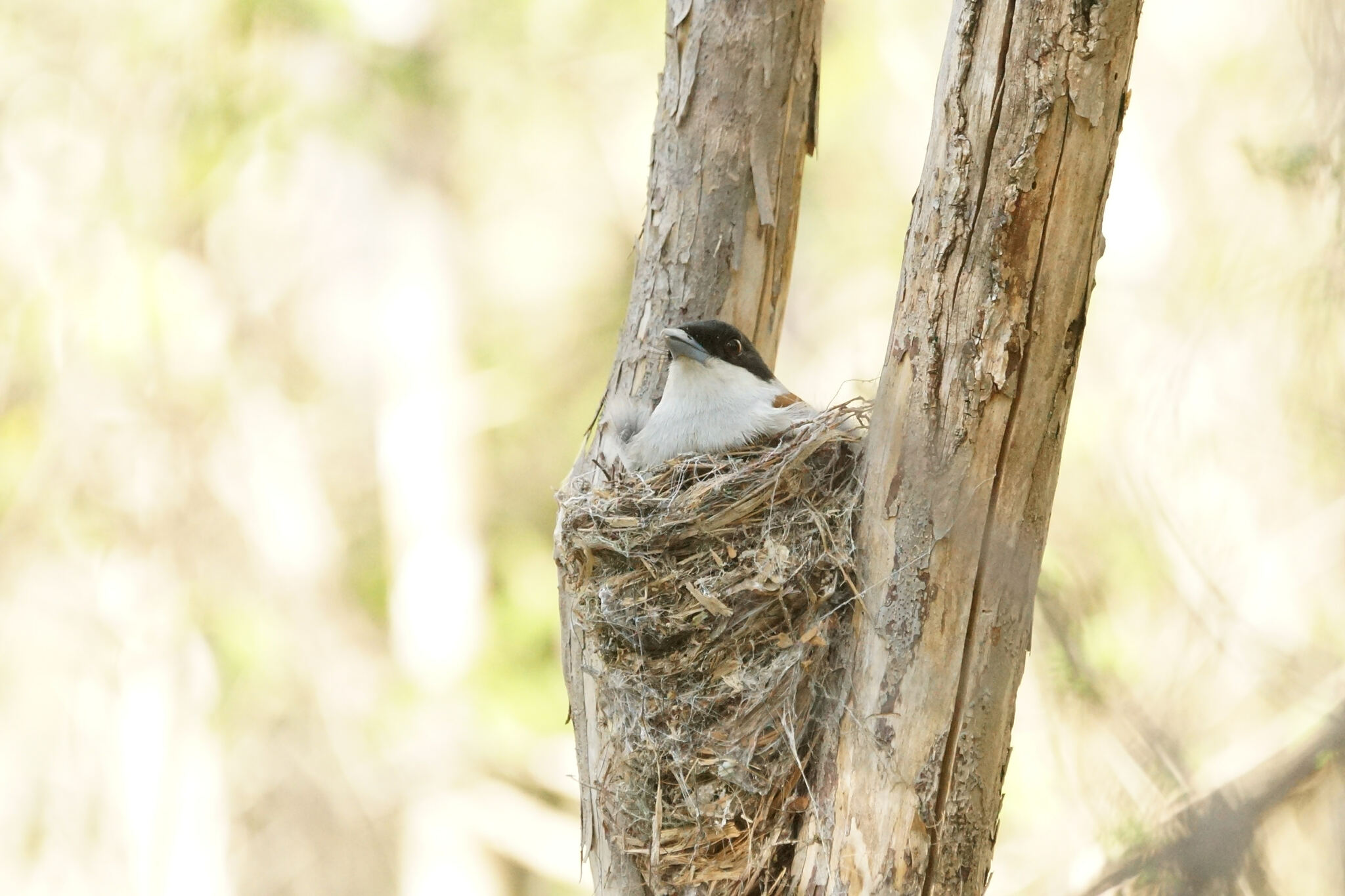 Rufous Vanga (Schetba rufa), photo 9