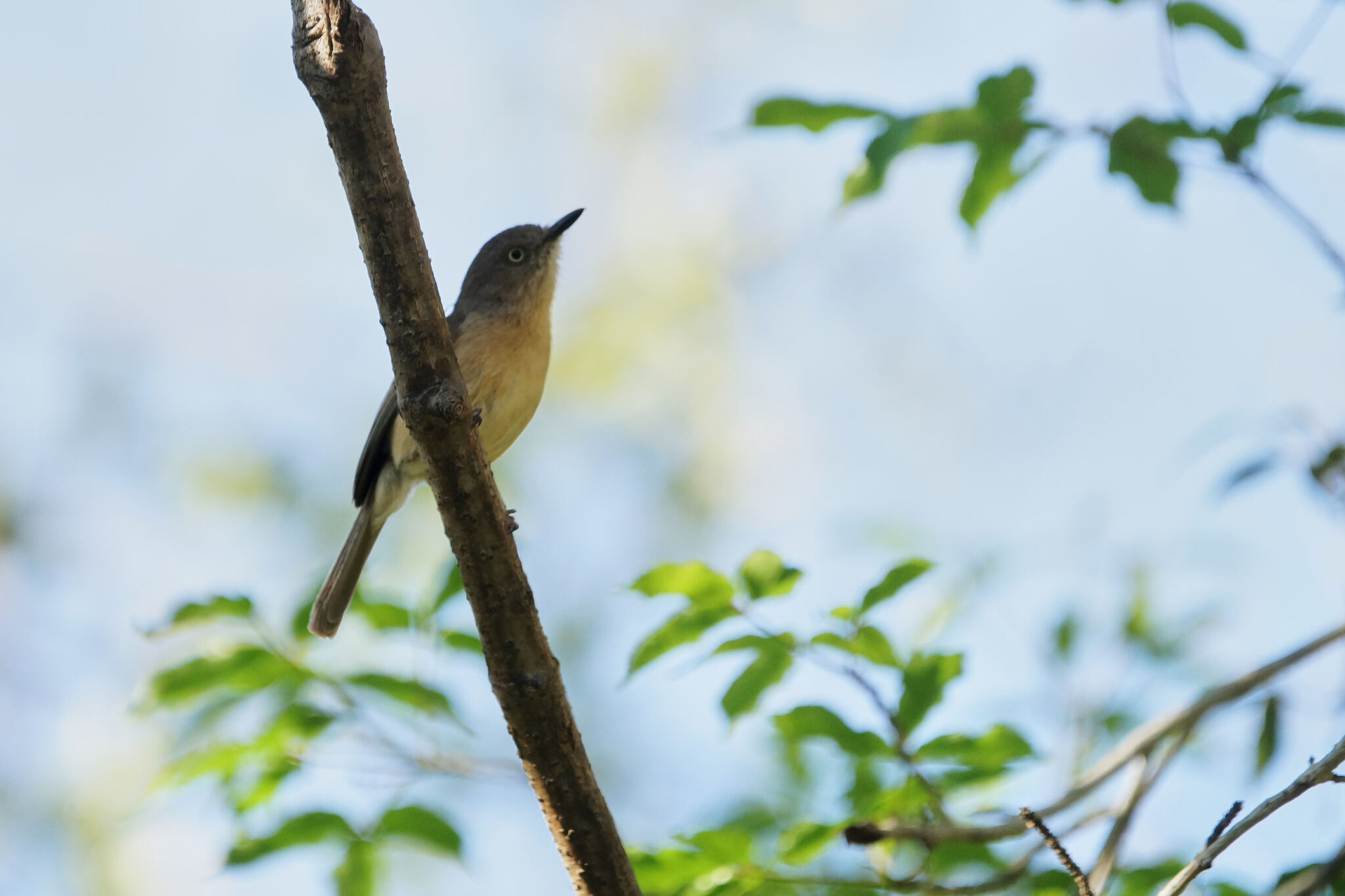 Common Newtonia (Newtonia brunneicauda), photo 8