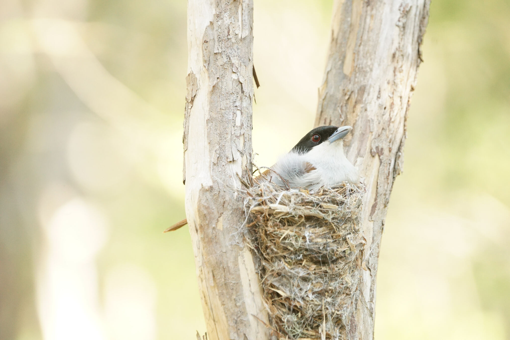 Rufous Vanga (Schetba rufa), photo 10