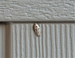 Scythropiodes issikii