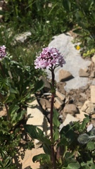 Valeriana tuberosa