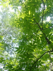 Fraxinus nigra image