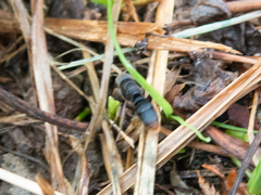 Pseudoneoponera rufipes