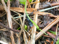 Pseudoneoponera rufipes