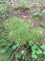 Equisetum sylvaticum