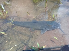 Yaqui Catfish photo 3