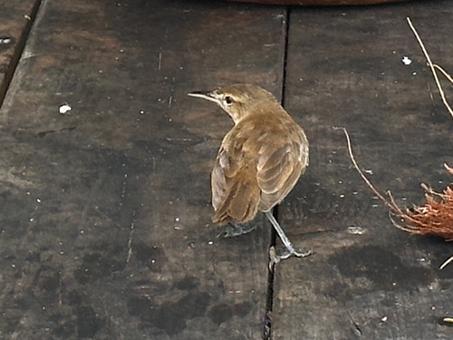 Tuamotu Reed Warbler (Acrocephalus atyphus), photo 2