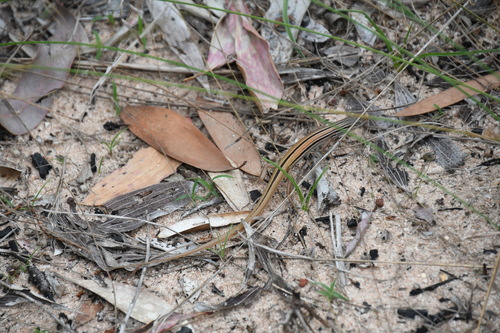 Scant-striped Ctenotus, Ctenotus vertebralis