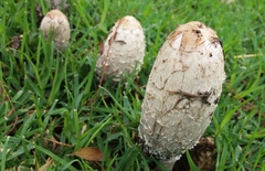Coprinus comatus