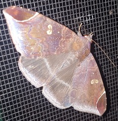 Bastilla serratilinea