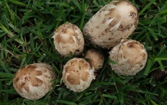 Coprinus comatus