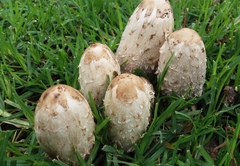 Coprinus comatus