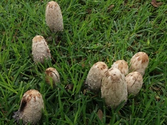 Coprinus comatus