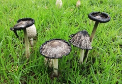 Coprinus comatus