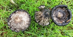 Coprinus comatus