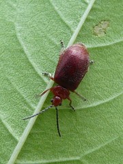 Tricholochmaea cavicollis