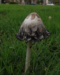 Coprinus comatus