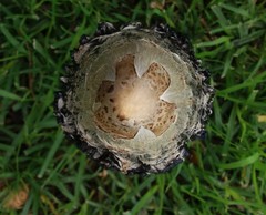 Coprinus comatus