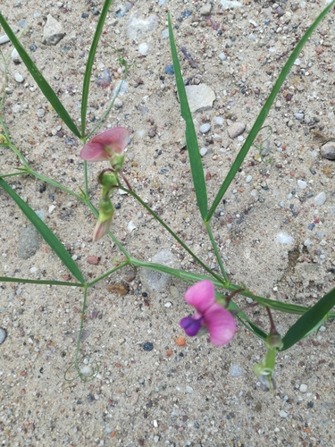 Miškinis pelėžirnis nuotrauka