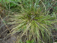 Carex spicata