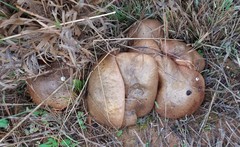 Suillus quiescens