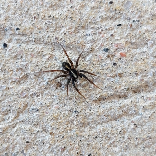 Pardosa rara