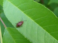 Tricholochmaea cavicollis