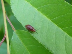 Tricholochmaea cavicollis