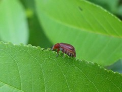 Tricholochmaea cavicollis