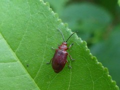 Tricholochmaea cavicollis