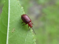 Tricholochmaea cavicollis
