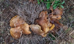 Suillus quiescens