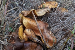 Suillus quiescens