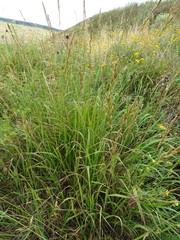 Brachypodium pinnatum