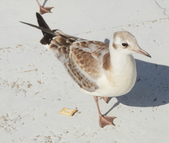 Chroicocephalus ridibundus