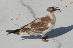 Chroicocephalus ridibundus