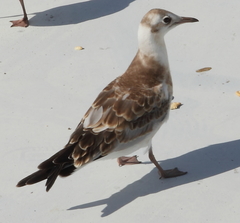 Chroicocephalus ridibundus