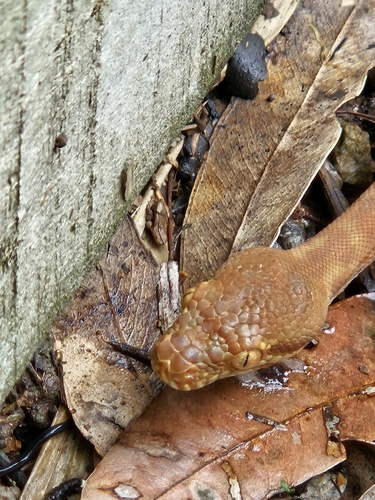 Coastal Carpet Python sighting