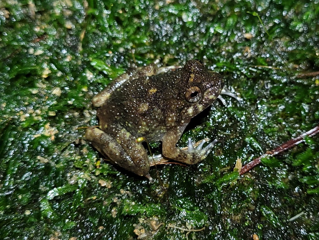 Heyer's Button Frog