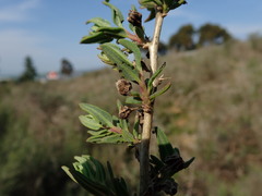 Tetragonia saligna