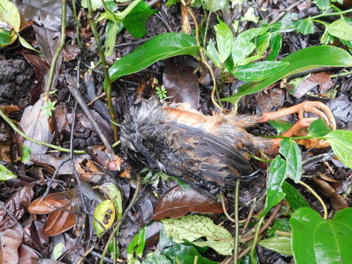Chestnut-bellied Partridge (Arborophila javanica), photo 2