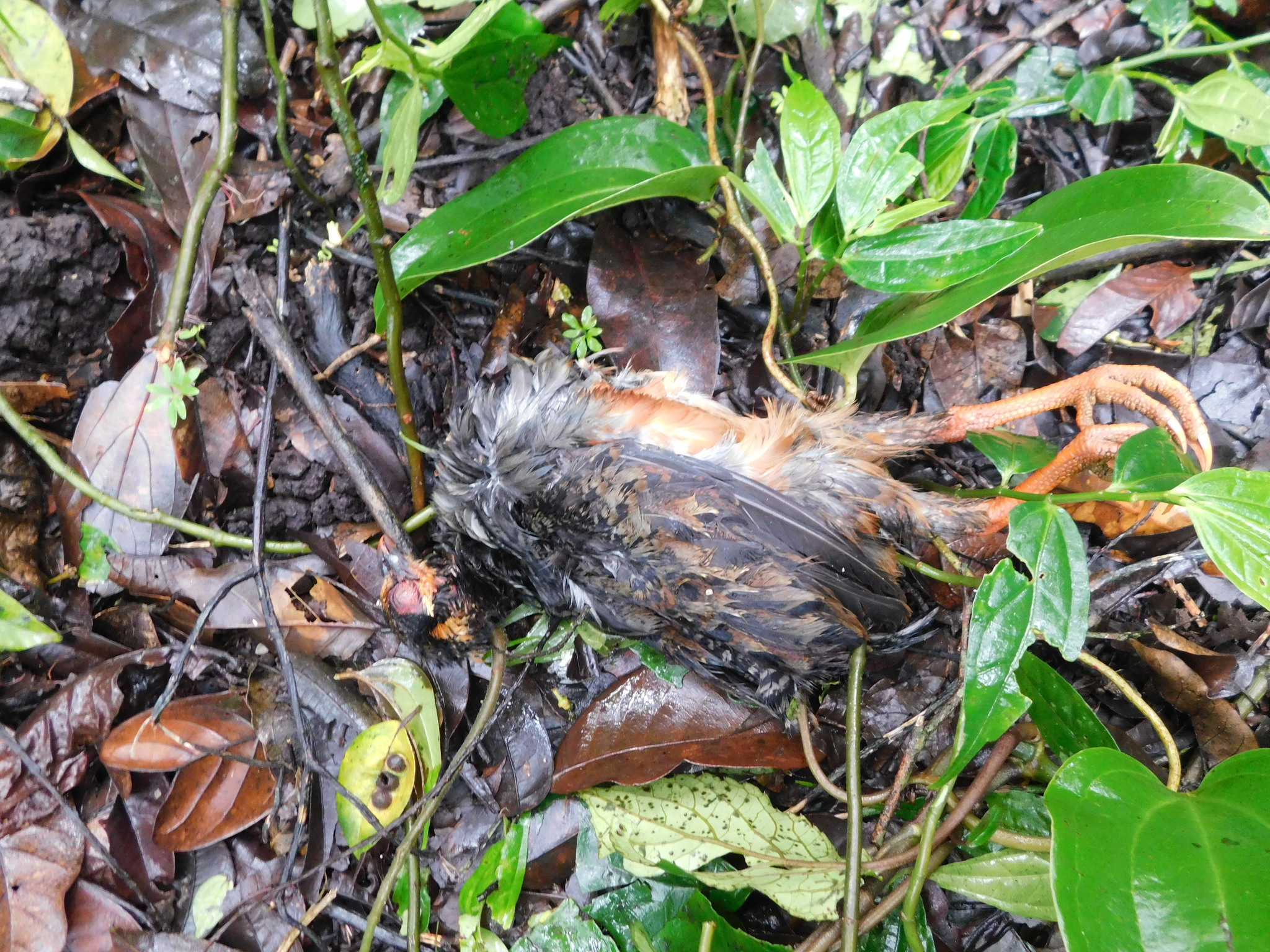Chestnut-bellied Partridge (Arborophila javanica), photo 2