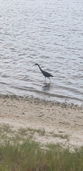 Egretta caerulea