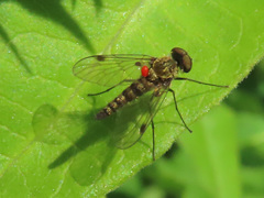 Chrysopilus splendidus