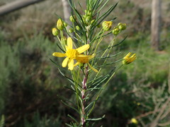 Euryops thunbergii