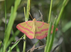 Rhodostrophia calabra
