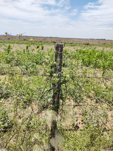 Image of Araujia odorata by (c) Lucas Carbone, some rights reserved (CC BY)