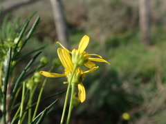 Euryops thunbergii